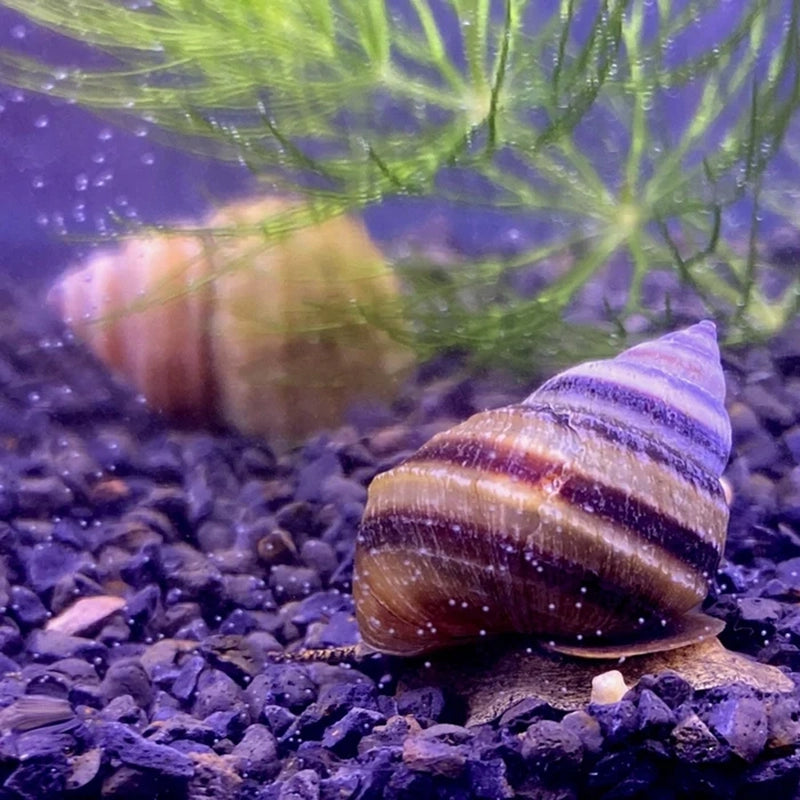 Pianoschnecke im Aquarium