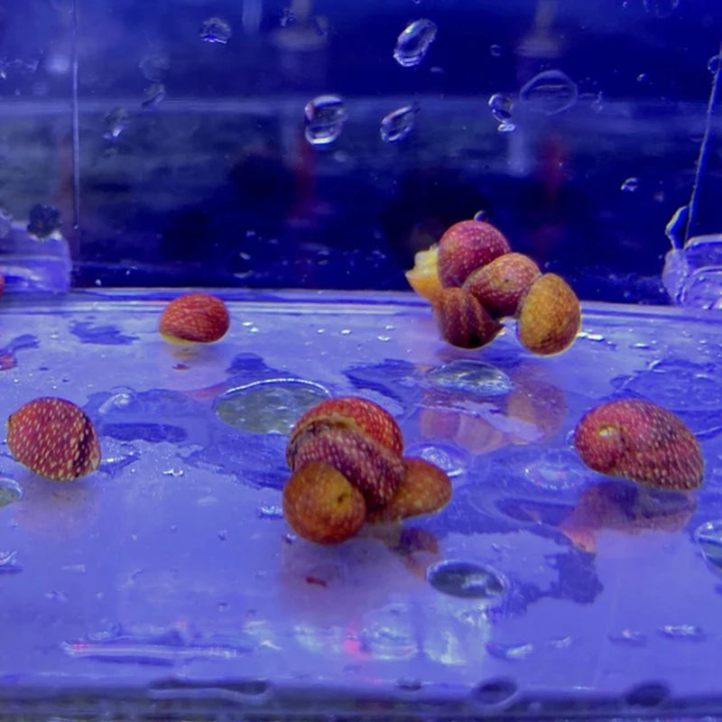 PinkLady Schnecken im Aquarium