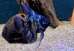 Pinoy Black Skalar - Pterophyllum scalare aqua-teck