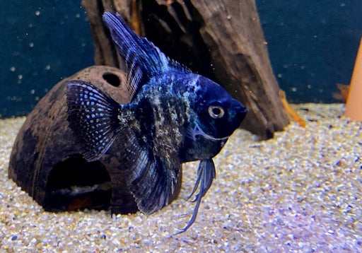 Pinoy Black Skalar - Pterophyllum scalare aqua-teck