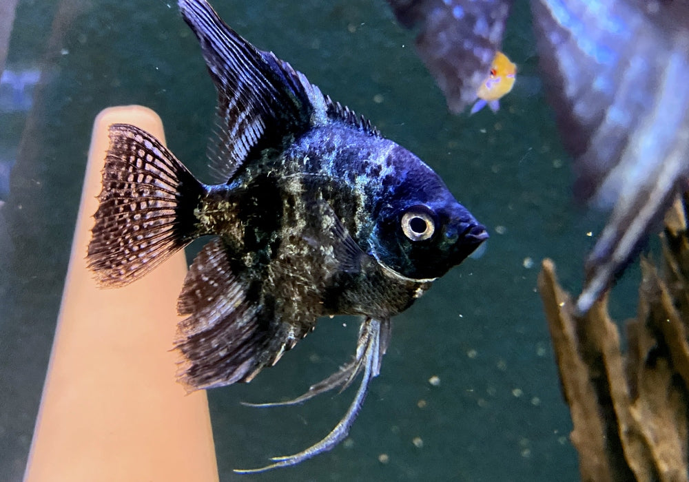 Pinoy Black Skalar - Pterophyllum scalare aqua-teck