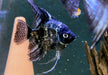Pinoy Black Skalar - Pterophyllum scalare aqua-teck