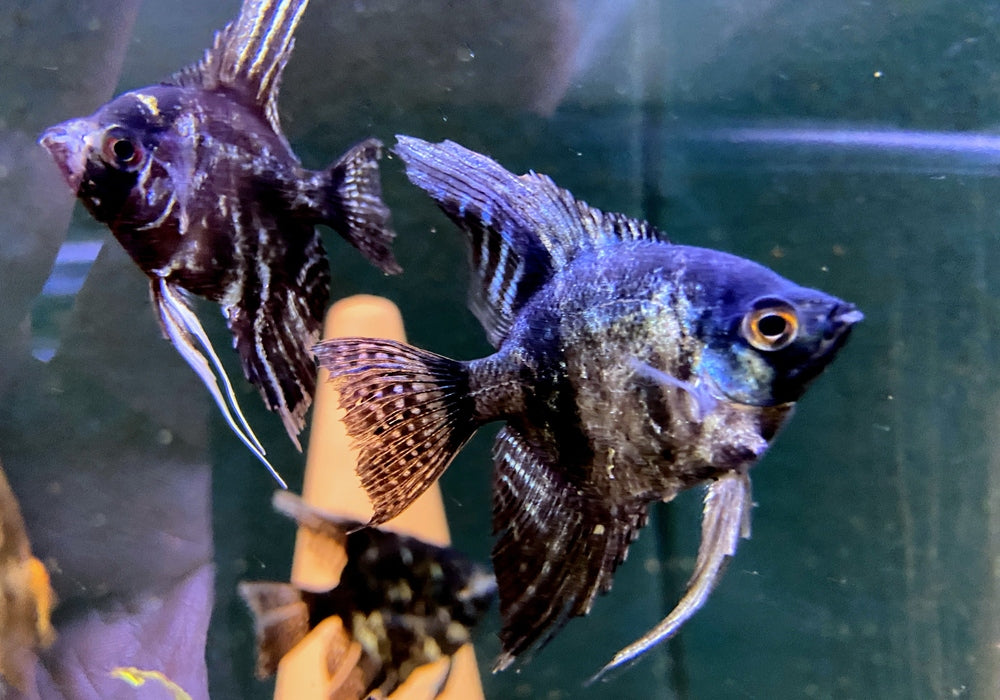 Pinoy Black Skalar - Pterophyllum scalare aqua-teck
