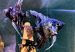 Pinoy Black Skalar - Pterophyllum scalare aqua-teck