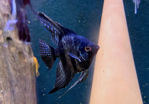 Pinoy Black Skalar - Pterophyllum scalare aqua-teck