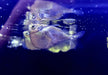 Platin-Beilbauch (XL) - Thoracocharax stellatus