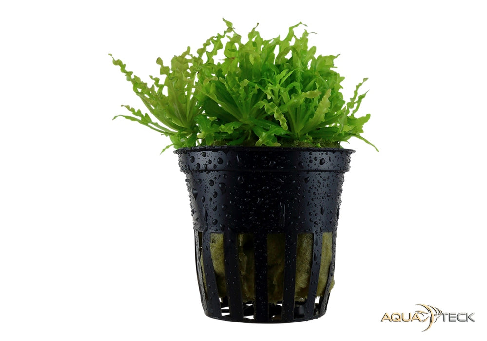 Pogostemon helferi aqua-teck