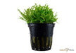 Pogostemon helferi aqua-teck