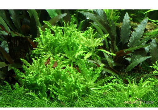 Pogostemon helferi aqua-teck
