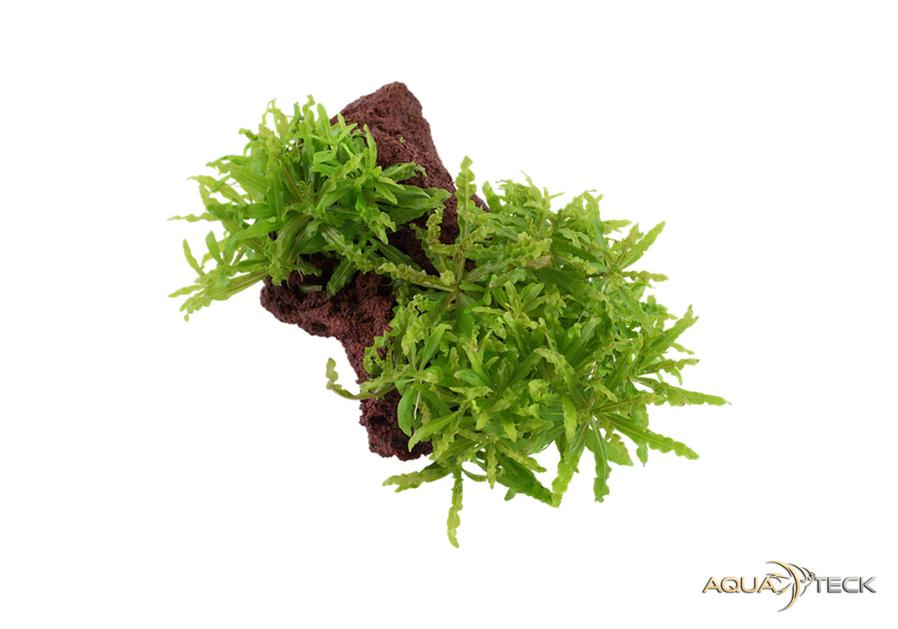 Pogostemon helferi auf Lavastein aqua-teck