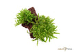 Pogostemon helferi auf Lavastein aqua-teck