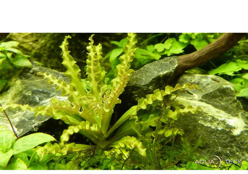 Pogostemon helferi auf Lavastein aqua-teck