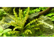 Pogostemon helferi auf Lavastein aqua-teck