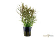 Pogostemon stellatus aqua-teck