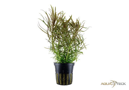 Pogostemon stellatus aqua-teck