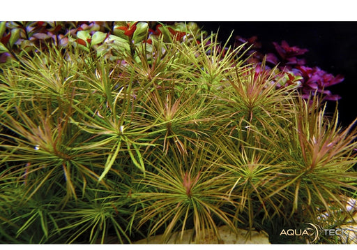 Pogostemon stellatus aqua-teck