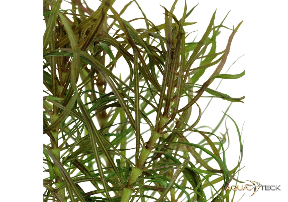 Pogostemon stellatus aqua-teck