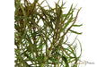 Pogostemon stellatus aqua-teck