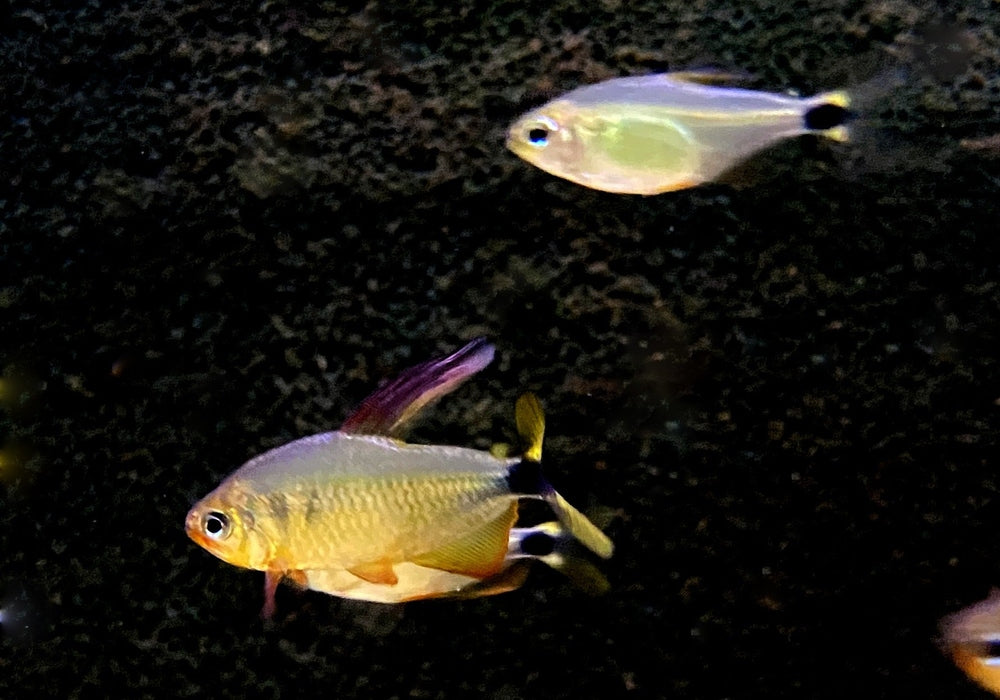 Procyon-Salmler - Hyphessobrycon procyon aqua-teck