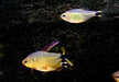 Procyon-Salmler - Hyphessobrycon procyon aqua-teck
