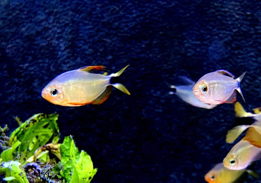 Procyon-Salmler - Hyphessobrycon procyon aqua-teck