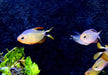 Procyon-Salmler - Hyphessobrycon procyon aqua-teck