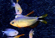 Procyon-Salmler - Hyphessobrycon procyon aqua-teck
