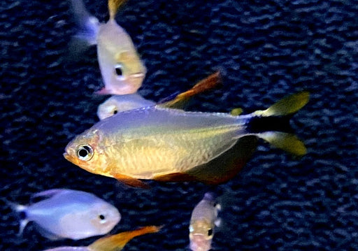 Procyon-Salmler - Hyphessobrycon procyon aqua-teck