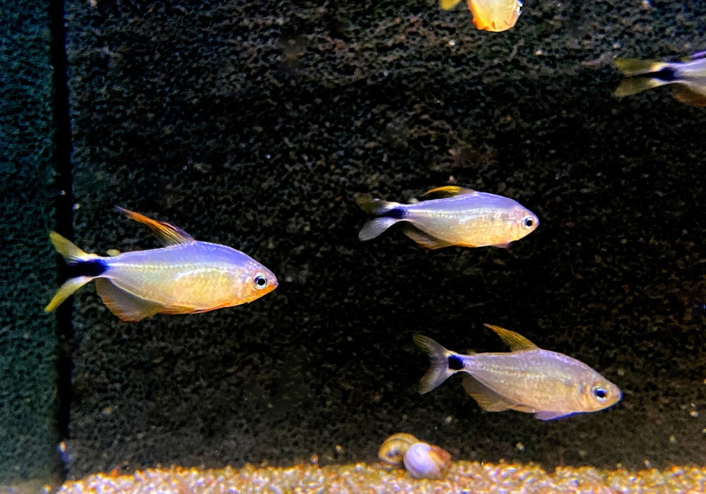 Procyon-Salmler - Hyphessobrycon procyon aqua-teck