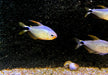 Procyon-Salmler - Hyphessobrycon procyon aqua-teck