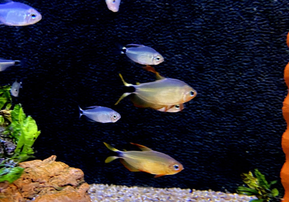 Procyon-Salmler - Hyphessobrycon procyon aqua-teck