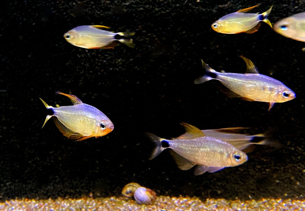 Procyon-Salmler - Hyphessobrycon procyon aqua-teck