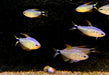 Procyon-Salmler - Hyphessobrycon procyon aqua-teck