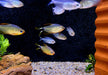 Procyon-Salmler - Hyphessobrycon procyon aqua-teck