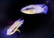 Proteus Hechtbuntbarsch XL (WF) - Crenicichla proteus