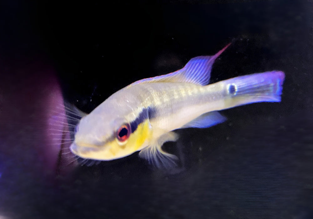 Proteus Hechtbuntbarsch XL (WF) - Crenicichla proteus