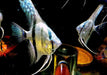 Blauer Skalar - Pterophyllum scalare aqua-teck