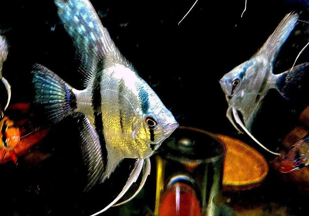 Blauer Skalar - Pterophyllum scalare aqua-teck