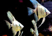 Blauer Skalar - Pterophyllum scalare aqua-teck