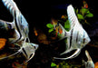 Blauer Skalar - Pterophyllum scalare aqua-teck