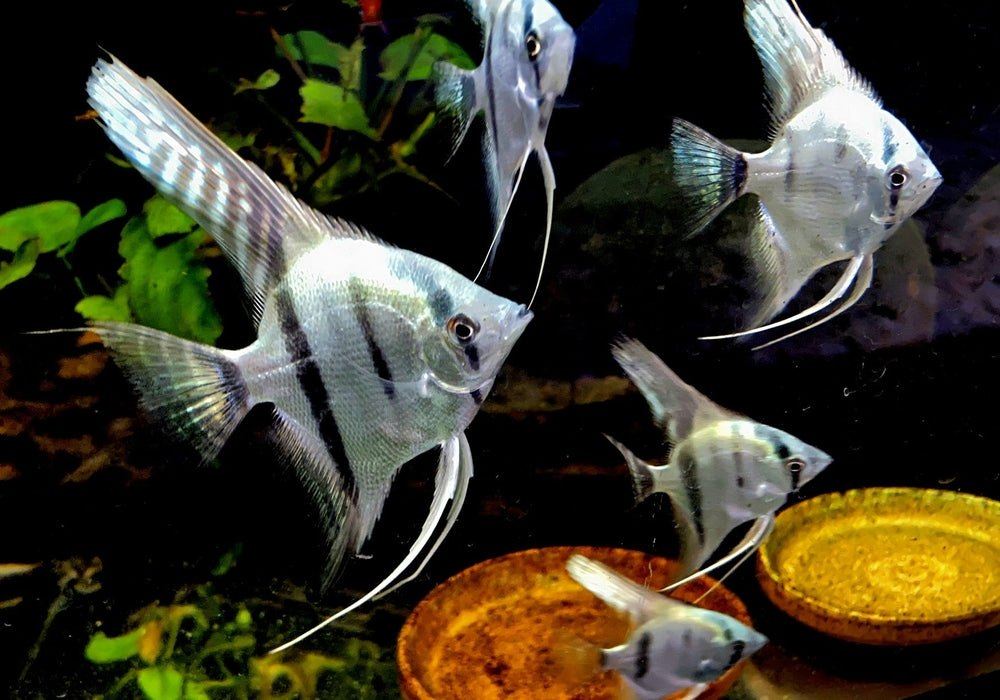 Blauer Skalar - Pterophyllum scalare aqua-teck