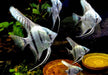 Blauer Skalar - Pterophyllum scalare aqua-teck