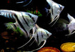 Blauer Skalar - Pterophyllum scalare aqua-teck