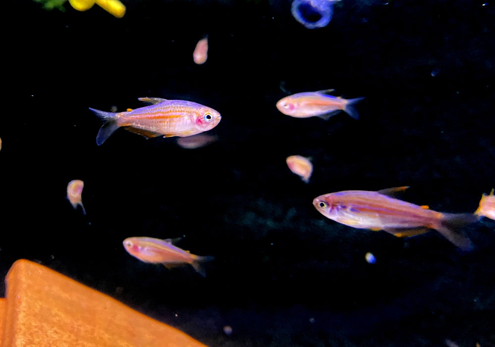 Purpurstreifen Königssalmler - Inpaichthys parauapiranga