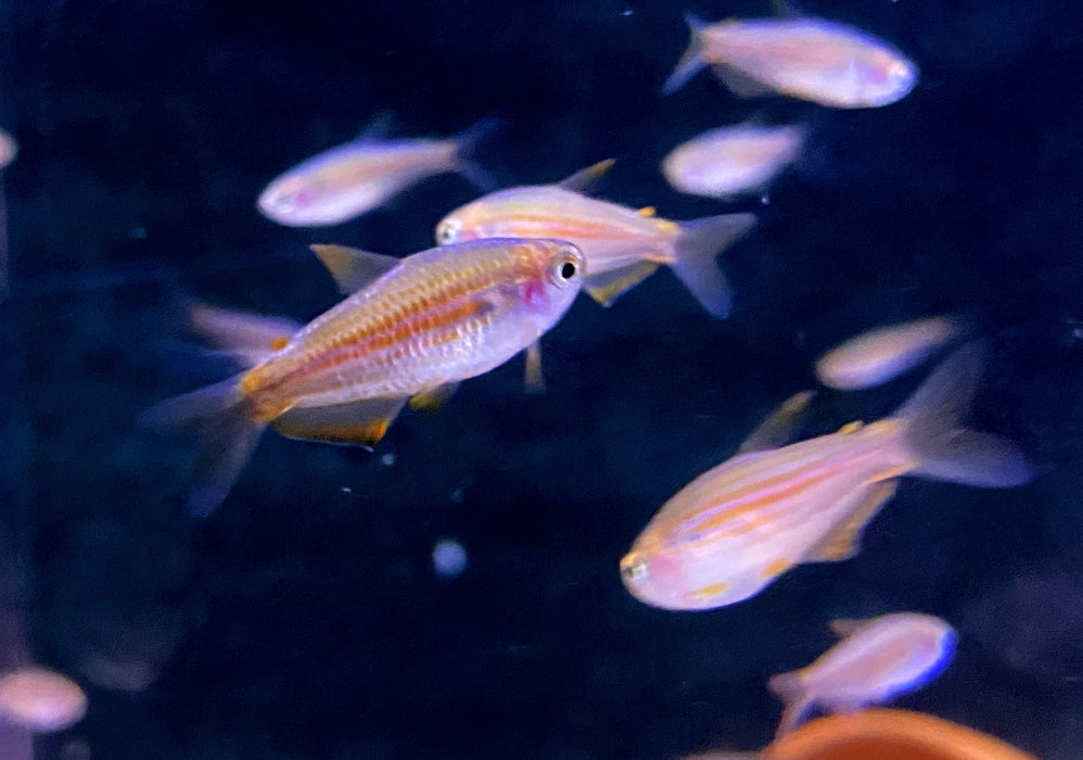 Purpurstreifen Königssalmler - Inpaichthys parauapiranga