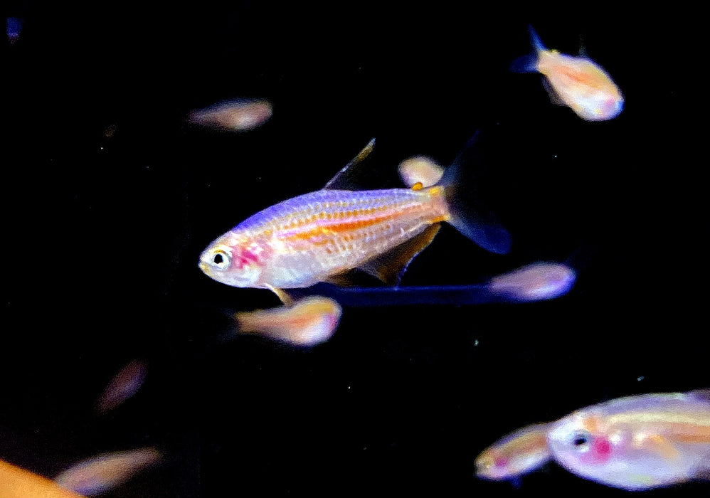 Purpurstreifen Königssalmler - Inpaichthys parauapiranga