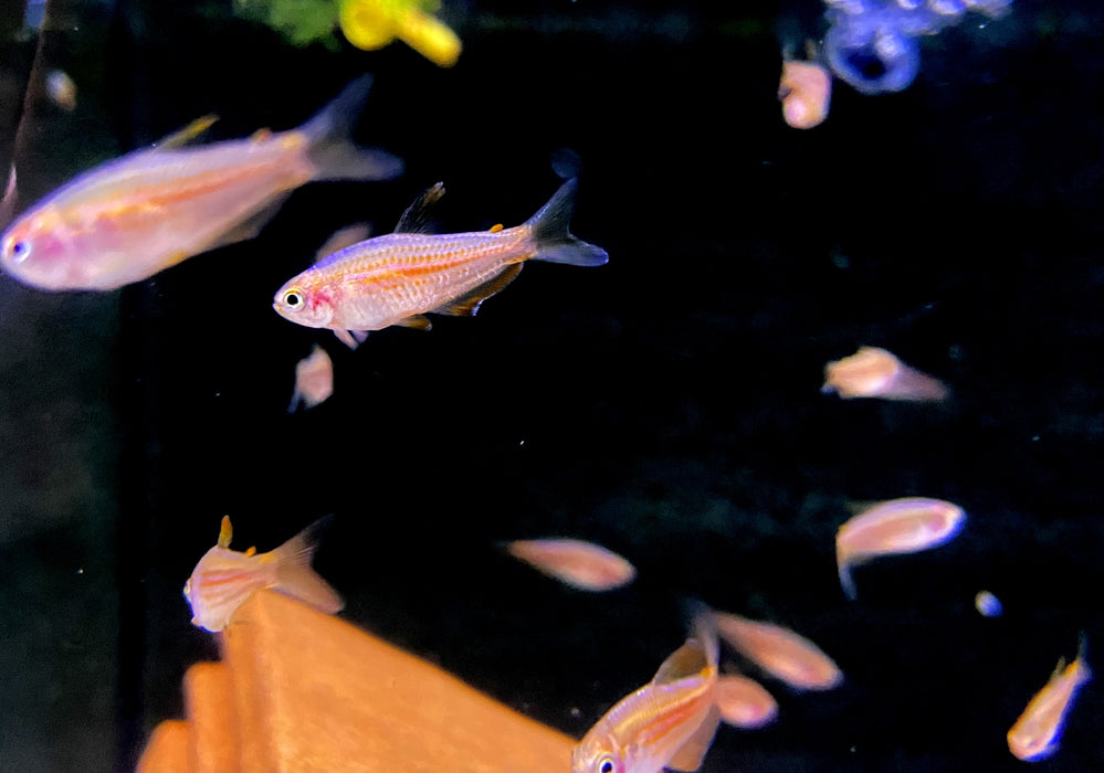Purpurstreifen Königssalmler - Inpaichthys parauapiranga