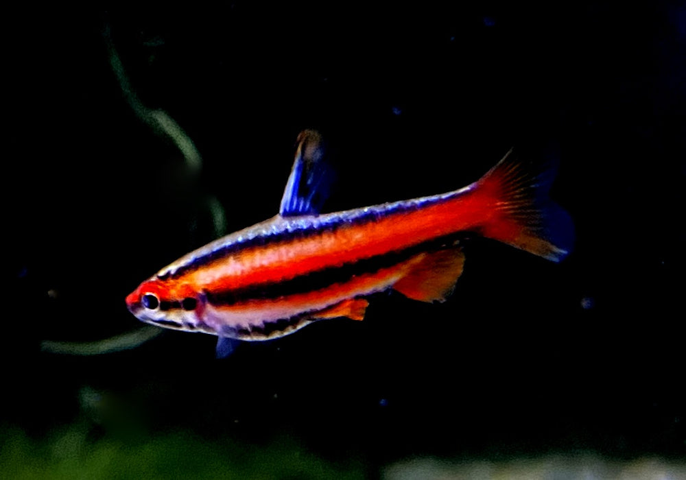 Purpurziersalmler - Nannostomus mortenthaleri