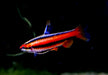 Purpurziersalmler - Nannostomus mortenthaleri