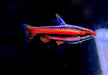 Purpurziersalmler - Nannostomus mortenthaleri